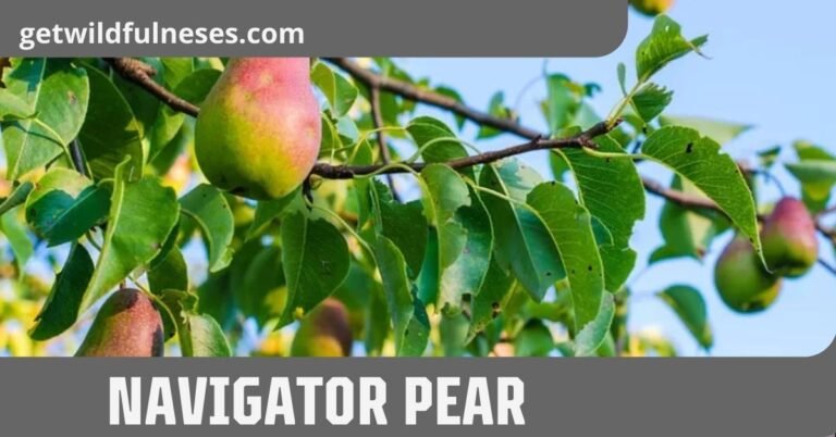Navigator Pear